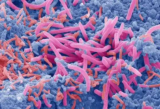 microbioma microbioma